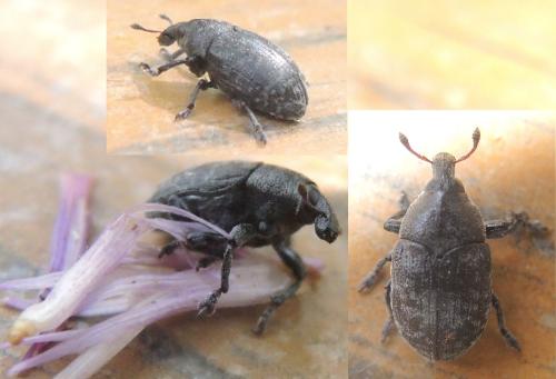 Réf. 295 626 : Larinus obtusus